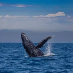 Deluxe Whale Watch Sail Oahu
