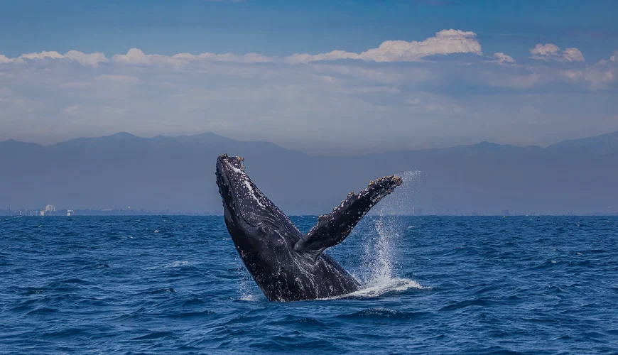 Deluxe Whale Watch Sail Oahu