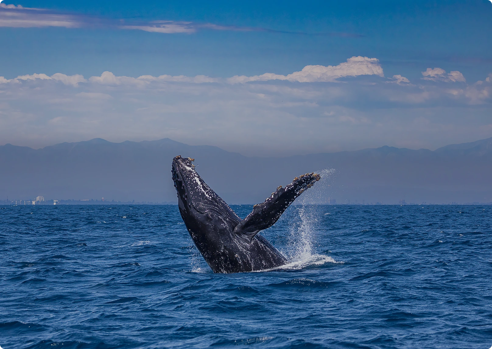 Deluxe Whale Watch Sail Oahu